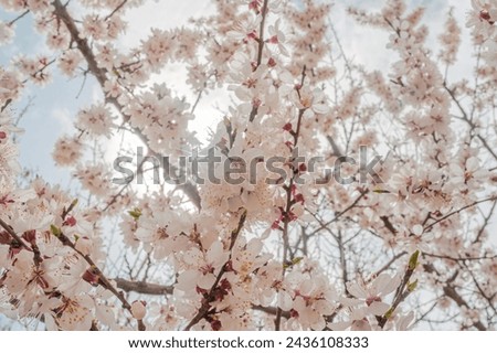 Blossom tree over nature background Spring flowersSpring Background. Mt. Hindukush mountains, Chitral Pakistan landscape.