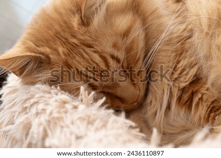 Cute expression of a sleeping cat Royalty-Free Stock Photo #2436110897