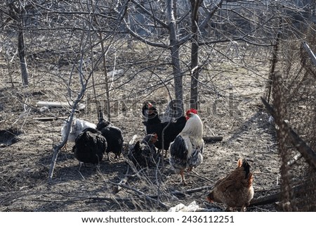 agriculture, birds, rooster, chicken, village, farmer, farming, eggs, village picture, products, meat