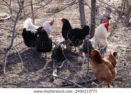 agriculture, birds, rooster, chicken, village, farmer, farming, eggs, village picture, products, meat