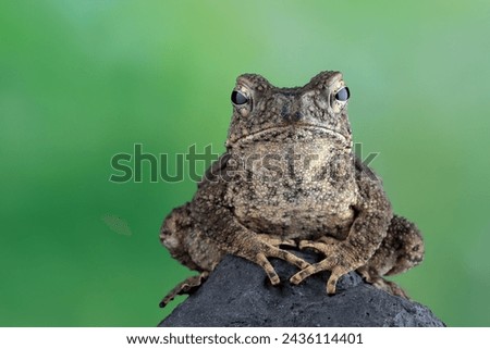 Phrynoidis aspera toad closeup on rock with isolated background, Phrynoidis aspera toad closeup