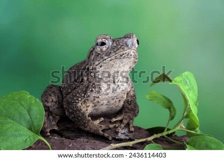 Phrynoidis aspera toad closeup on wood with isolated background, Phrynoidis aspera toad closeup Royalty-Free Stock Photo #2436114403