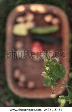 A box with a fresh crop of different vegetables on the grass. Vegetarian food. Vegetables in a wicker basket.
