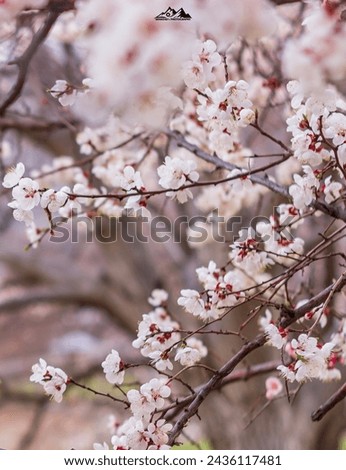 Blossom tree over nature background Spring flowersSpring Background
