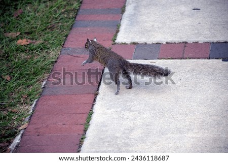 A nature photograph of a Gray Squirrel running on a sidewalk at Kissimmee Florida's Lakefront Park.