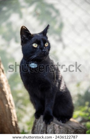Domestic cat sitting on a tree in the garden.