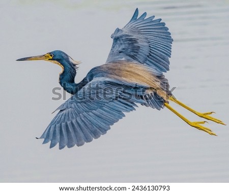 great blue heron ardea cinerea Royalty-Free Stock Photo #2436130793