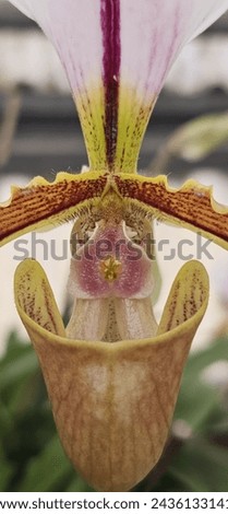 Discover high-resolution macro photographs showcasing the intricate details of Paphiopedilum orchids. Explore vibrant colors, delicate patterns, and graceful forms. Ideal for botanical enthusiasts see