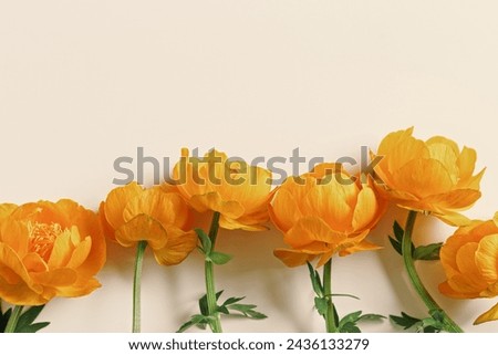 Minimal monochrome flowery background with orange colored delicate wild flowers peony on beige, copyspace, aesthetic floral design top view, natural blooming spring bloom, holiday card, nature poster