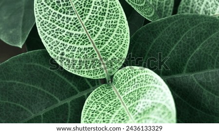 Banner with Young fresh green leaves close up, new leaf plant as natural background. Green turquoise monochrome aesthetic botanical texture, wild nature foliage scenery, selective focus, macro photo