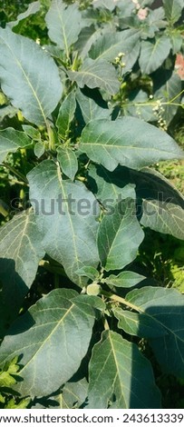 Pricklyburr (Datura innoxia or Datura inoxia 'Inka') Recurved thorn-apple, Indian-apple, Lovache, Moonflower, Nacazcul, Toloatzin, Toloaxihuitl, Tolguache, Toloache or Sacred dat Royalty-Free Stock Photo #2436133393