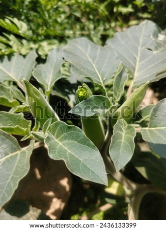 Pricklyburr (Datura innoxia or Datura inoxia 'Inka') Recurved thorn-apple, Indian-apple, Lovache, Moonflower, Nacazcul, Toloatzin, Toloaxihuitl, Tolguache, Toloache or Sacred dat Royalty-Free Stock Photo #2436133399