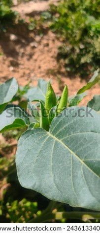 Pricklyburr (Datura innoxia or Datura inoxia 'Inka') Recurved thorn-apple, Indian-apple, Lovache, Moonflower, Nacazcul, Toloatzin, Toloaxihuitl, Tolguache, Toloache or Sacred dat Royalty-Free Stock Photo #2436133401