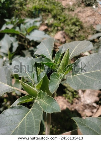 Pricklyburr (Datura innoxia or Datura inoxia 'Inka') Recurved thorn-apple, Indian-apple, Lovache, Moonflower, Nacazcul, Toloatzin, Toloaxihuitl, Tolguache, Toloache or Sacred dat Royalty-Free Stock Photo #2436133413