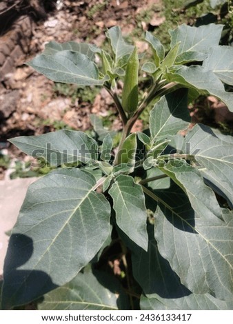Pricklyburr (Datura innoxia or Datura inoxia 'Inka') Recurved thorn-apple, Indian-apple, Lovache, Moonflower, Nacazcul, Toloatzin, Toloaxihuitl, Tolguache, Toloache or Sacred dat Royalty-Free Stock Photo #2436133417