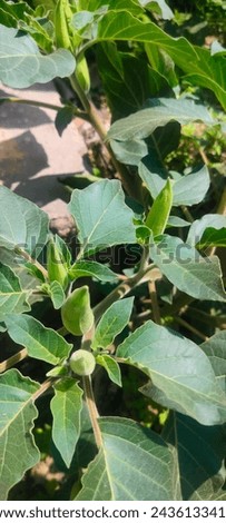 Pricklyburr (Datura innoxia or Datura inoxia 'Inka') Recurved thorn-apple, Indian-apple, Lovache, Moonflower, Nacazcul, Toloatzin, Toloaxihuitl, Tolguache, Toloache or Sacred dat Royalty-Free Stock Photo #2436133419
