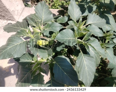 Pricklyburr (Datura innoxia or Datura inoxia 'Inka') Recurved thorn-apple, Indian-apple, Lovache, Moonflower, Nacazcul, Toloatzin, Toloaxihuitl, Tolguache, Toloache or Sacred dat Royalty-Free Stock Photo #2436133429
