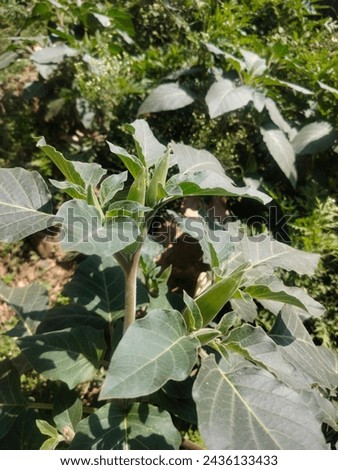 Pricklyburr (Datura innoxia or Datura inoxia 'Inka') Recurved thorn-apple, Indian-apple, Lovache, Moonflower, Nacazcul, Toloatzin, Toloaxihuitl, Tolguache, Toloache or Sacred dat Royalty-Free Stock Photo #2436133433