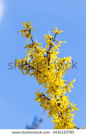 Yellow forsythia on a blurry background.