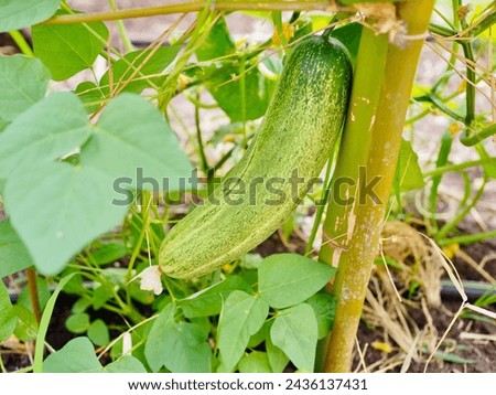 A very large cucumber was on the cucumber tree. It is a naturally grown, organic cucumber with no chemicals. Royalty-Free Stock Photo #2436137431