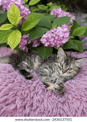 brown fluffy kitten lies on a soft pink pillow under a bush of blooming hydrangea. Cat's childhood, beautiful postcards, harmony of nature. beloved pet rests in comfort