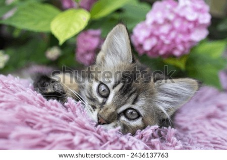 Portrait of the face of a brown fluffy cute kitten lying on a soft pink pillow in a flowerbed. beautiful cards of animals, harmony of nature. beloved pet rests in comfort. Cat's childhood. cat day