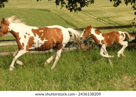 Pinto horse mare and foal