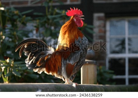 Rooster of the altsteirer chicken breed Royalty-Free Stock Photo #2436138259