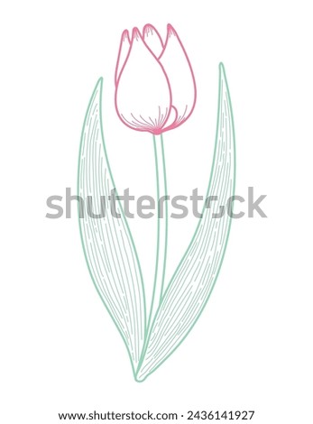 Tulip flower outline, hand drawn line art illustration. Spring blossom, pink bloom, floral element. Vector design, isolated. Mothers Day, Easter, seasonal, botanical clip art