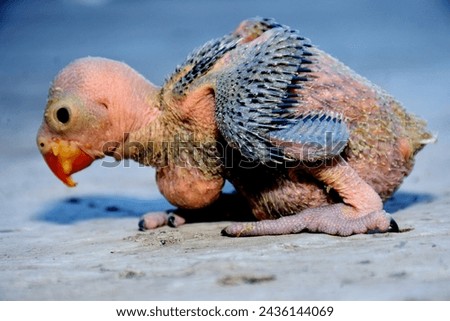 2 Newborn ring-neck parrot bird on blurred background, selective focus