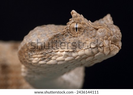 Portrait of a Field's Horned Viper against a black background
