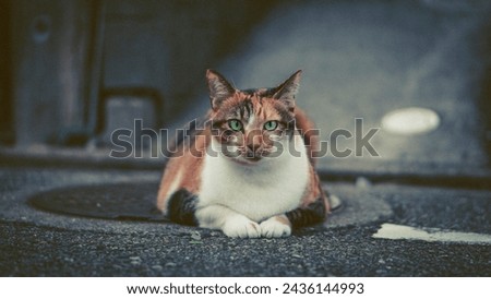 Cat Animal Creature Background Nature Love Pet Kitten JPG HD Picture Design Material Dog kitty furry