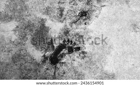 A track of the foot of the monkey in the concrete ground, black and white photo