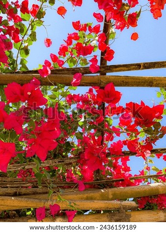 Bright red flowers against bleu sky