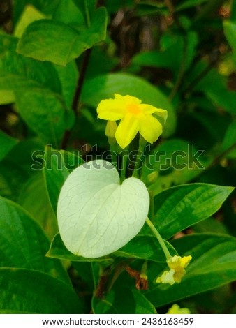 Stunning close-up of yellow flower of Pseudomussaenda flava(Dwarf mussaenda,White wing)  ultrahd hi-res jpg stock image photo picture selective focus vertical background side or straight ankle view 