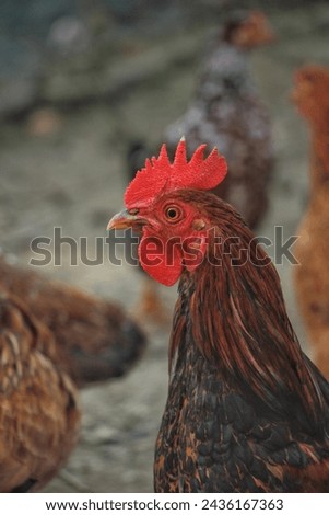 A beautiful hen posing for picture. 