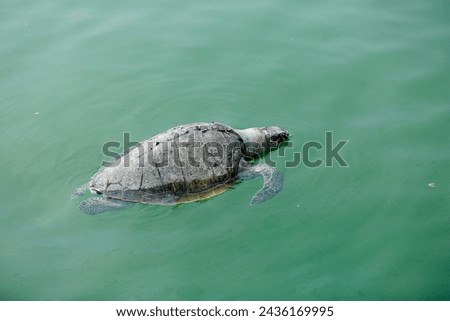 A picture of a big turtle swimming with only its face exposed was photographed from above
