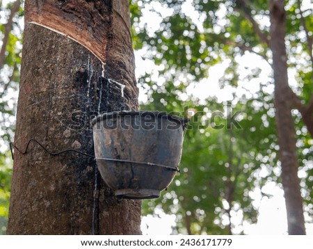 Close-up of natural fresh rubber latex from rubber trees Royalty-Free Stock Photo #2436171779