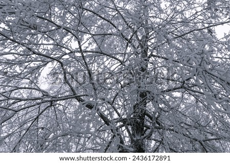 Frozen trees after a sudden cold snap. Ice on branches and leaves. Changeable weather. Frosty weather in winter. Panorama in the park in winter Royalty-Free Stock Photo #2436172891