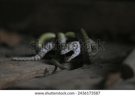 A gecko is fighting with a green snake in the garden. in Nakhonsawan province, north of Bangkok, Thailand on March 9, 2024. Royalty-Free Stock Photo #2436173587