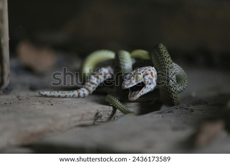A gecko is fighting with a green snake in the garden. in Nakhonsawan province, north of Bangkok, Thailand on March 9, 2024. Royalty-Free Stock Photo #2436173589