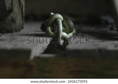A gecko is fighting with a green snake in the garden. in Nakhonsawan province, north of Bangkok, Thailand on March 9, 2024. Royalty-Free Stock Photo #2436173591