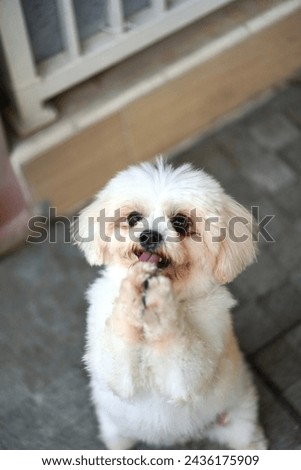 a white Malshi Maltese Shih Tzu dog is begging Royalty-Free Stock Photo #2436175909