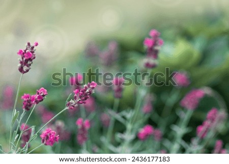 Pink Lavender grows in a garden in summer
