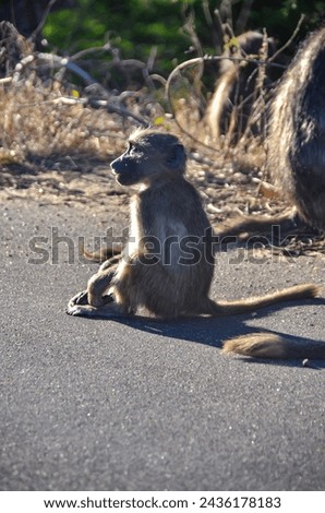 A baby baboon sitting in the road