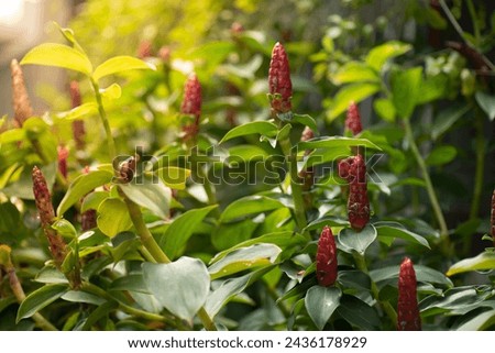 
Costus speciosus, also known as Indian head ginger, spiral ginger, or crepe ginger, is a tropical plant species native to Southeast Asia and parts of India