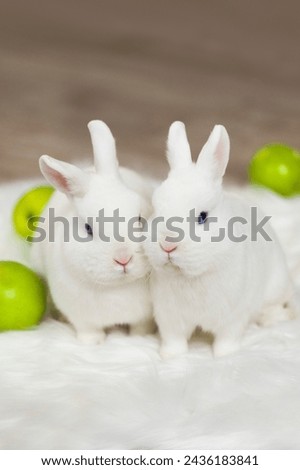 Two cute fluffy white rabbits or bunnies 