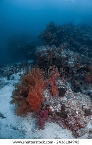 The orange soft coral is beautiful on the sand.