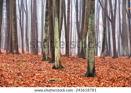 Enchanted and magical forest landscape