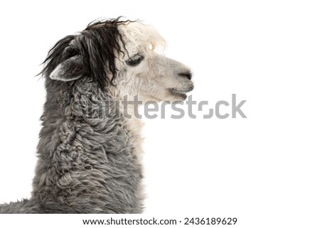 The alpaca (Lama pacos) species of South American camelid mammal side view isolated 